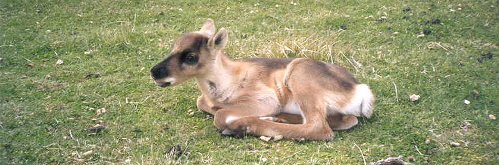 Young reindeer